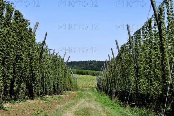Harvested hops, hop garden, hop field, hop vines, poles, path, field, meadow, field, Mitterstetten,