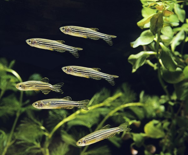 Zebrafish (brachydanio rerio) (Brachydanio rerio), Zebrafish, Animals, Other animals, Fishes,