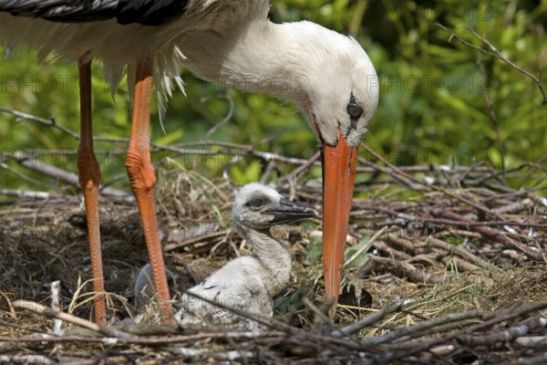 White stork (ciconia ciconia), adult with chicks on the nest