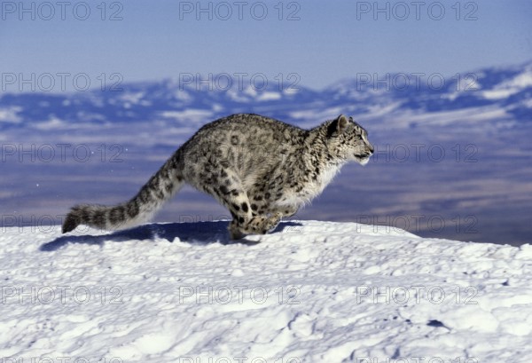 Snow leopard or ounce, uncia uncia, running through the mountains