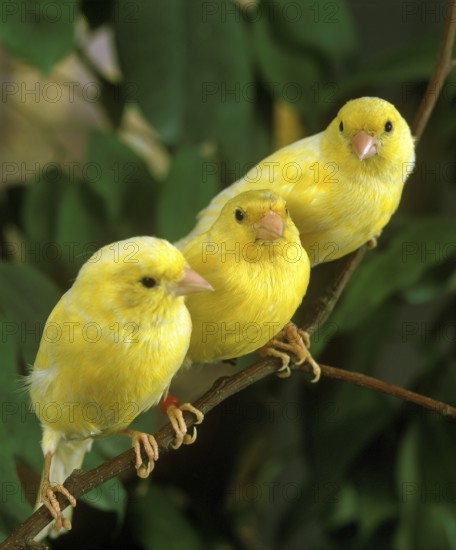 Yellow atlantic canary (serinus canaria), on branch