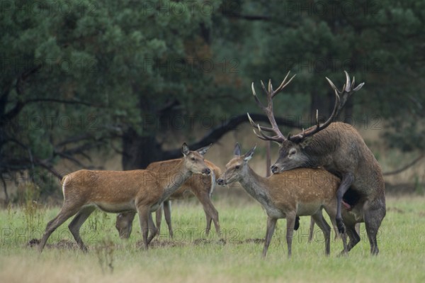 Red deer (Cervus elaphus) Hoge Veluwe National Park, Province of Gelderland, Netherlands