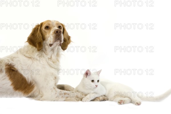 French spaniel dog (cinnamon colour) with white domestic cat against white background
