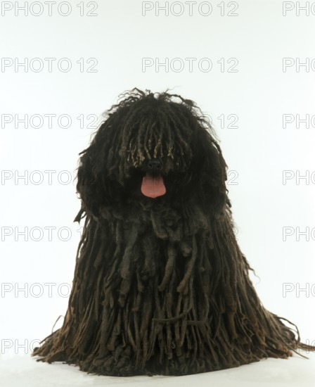 Hungarian Puli dog, adult sitting against white background