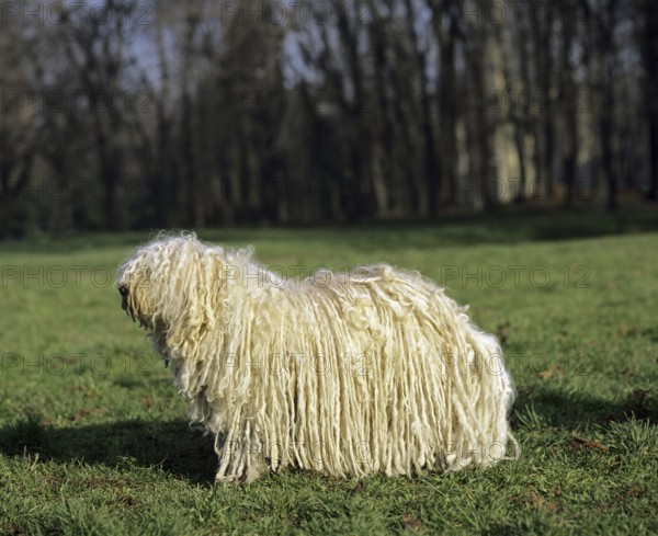 Hungarian Puli dog, adult on grass