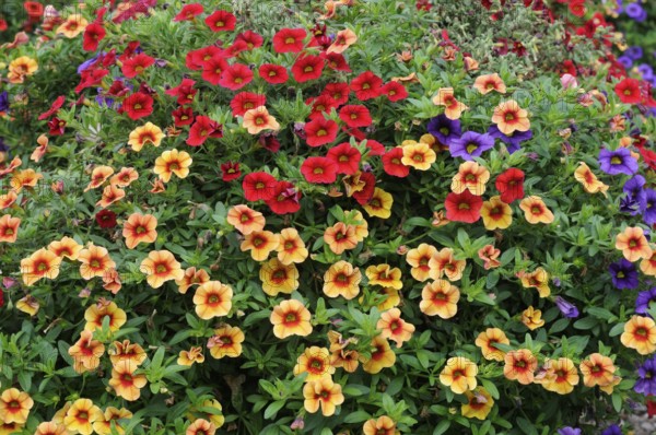 Magic bell (Calibrachoa) Aloha Confetties Hawaiian Luau, magic bell