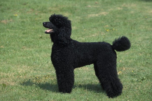 Black Giant Poodle, Adult standing on Lawn
