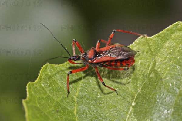 Red assassin bug