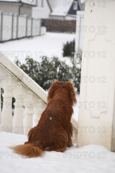 Cavalier King Charles Spaniel, ruby, waiting, waiting, waiting