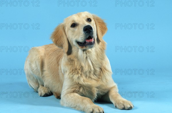 Golden Retriever, Young Golden Retriever (animals) (indoor) (studio) (friendly) (smiling) (lying)