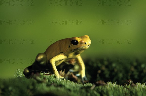Poison Arrow Frog (Phyllobates terribilis)