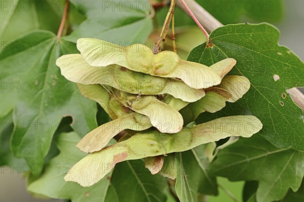 Field Maple (Acer campestre) with fruit, North Rhine-Westphalia, Germany, Hedge Maple, Europe