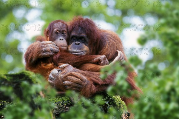 Sumatran orangutan, female with young (Pongo pygmaeus abelii)