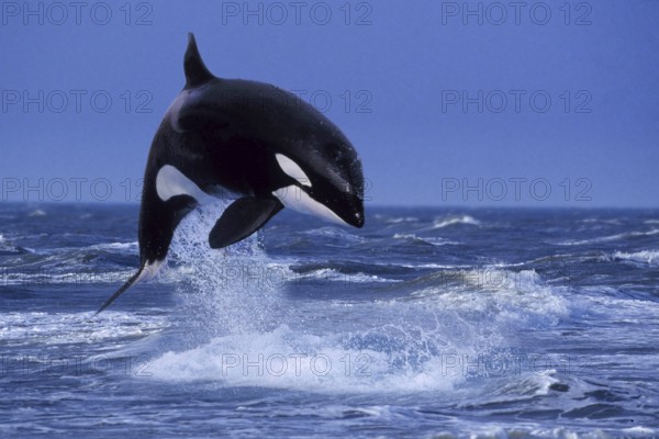 Orca (Orcinus orca), Schwertwal, Orka, [animals, adult, aussen, outdoor, adult, Bewegung, motion,