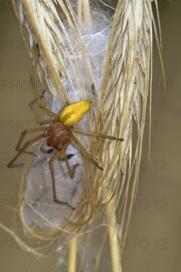 Yellow sac spider (Cheiracanthium punctorium) male, Havelland, Brandenburg, Germany, Europe