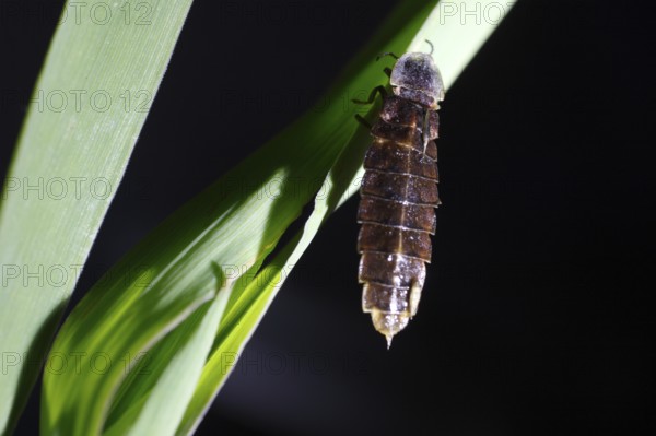 Glow Worm Beetle, female, Lower Saxony, Germany (Lampyris noctiluca)
