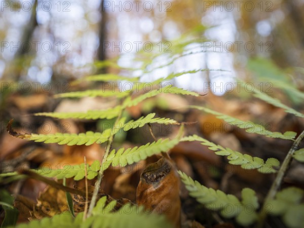 Autumn atmosphere, fern in the forest, Leoben, Styria, Austria, Europe