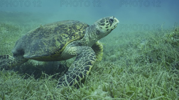 Very old male Hawksbill Sea Turtle (Eretmochelys imbricata) or Bissa on seagrass meadow covered