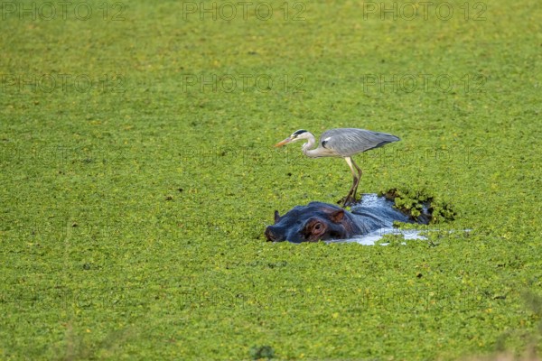 Grey heron (Ardea cinerea), hippo (Hippopotamus amphibius), water cabbage (Pistia stratiotes),