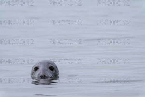 A close up view of a gray seal peeking out of the water