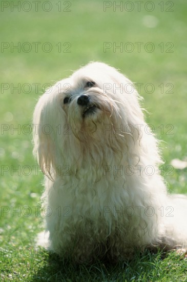 Maltese
