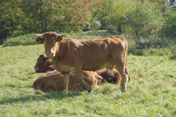 Limpurg cattle grazing in a meadow opposite Comburg Castle, farm animal, cattle breed, agriculture,