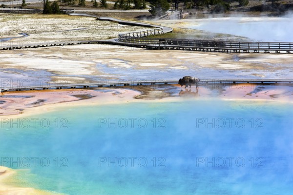 A bison crossing Grand Prismatic Spring In the Yellowstone National Park. Wyoming. USA