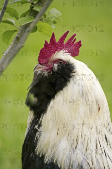 French chicken called Faverolle, portrait of the cock