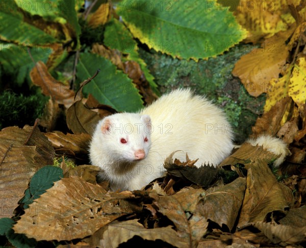 Ferret (mustela putorius furo), Female on Fallen Leaves