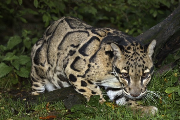 Clouded Leopard (neofelis nebulosa), Adult in Ground