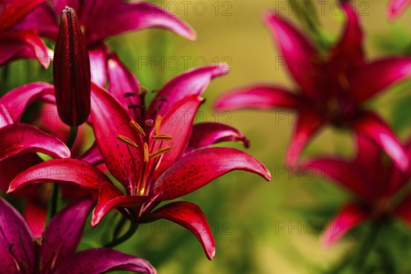 Beautiful red lily on a natural green background outdoors in garden