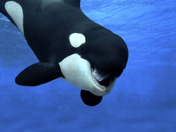 Killer whale (orcinus orca), adult with open mouth