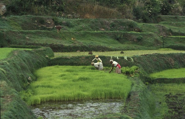 Women working at Ricefields in Madagascar R