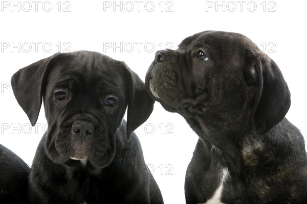 Cane Corso, Dog Breed from Italy, Portrait of Pup Against White Background