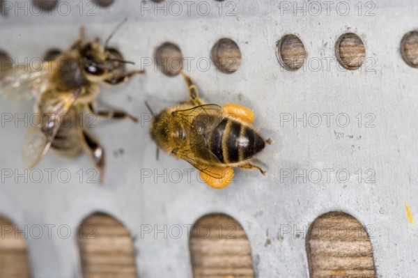 Honey Bee (apis mellifera), Adult with Pollen Baskets, Bee Hive in Normandy