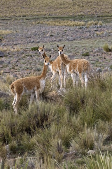 Vicuna (vicugna vicugna), Pampas Galeras Reserve in Peru