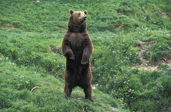 Brown Bear (ursus arctos), Adult looking around, Standing on Hind Legs