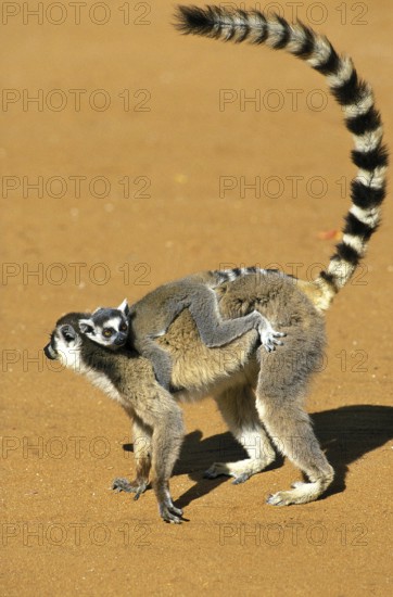 Ring Tailed Lemur (lemur catta), Female carrying Young on its Back, Berenty Reserve in Madagascar