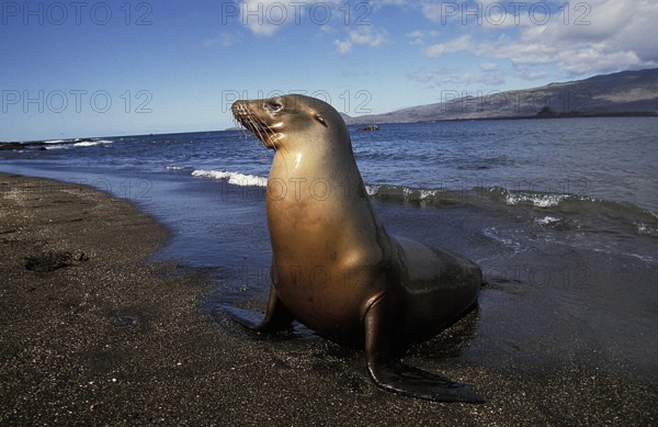 Galapagos Fur Seal (arctocephalus galapagoensis), Female standing on Beach, Galapagos Islands