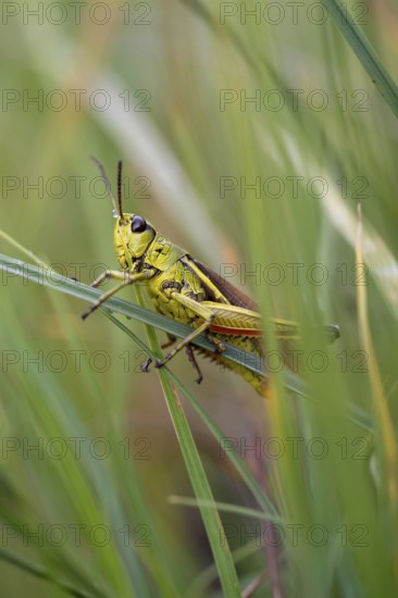 Large marsh grasshopper (Stethophyma grossum), sitting on blade of grass, Murnauer moss nature