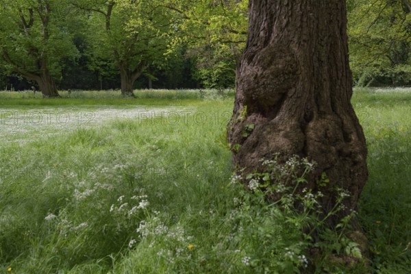 Spring awakening in Pfühlpark, city park, park, Heilbronn, Neckar valley, Neckar,