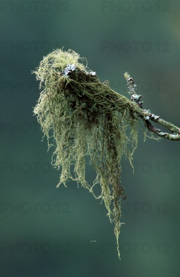 Bearded lichen (Usnea barbata), Sweden, Europe