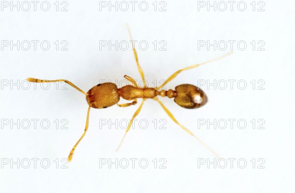 Pharaoh ant (Monomorium pharaonis), ant, ants