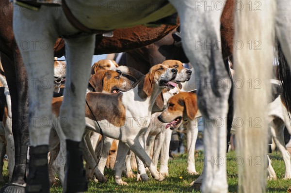 Riding, rider and foxhounds, tugjob, foxhound, pack, hunt