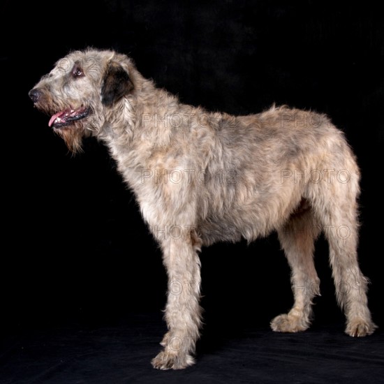 Irischer Wolfshund