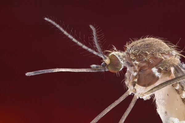 Side view of a mosquito (Culex pipiens) with its trunk stretched out