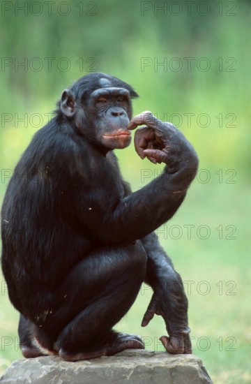 Bonobo (Pan paniscus), male, bonobo