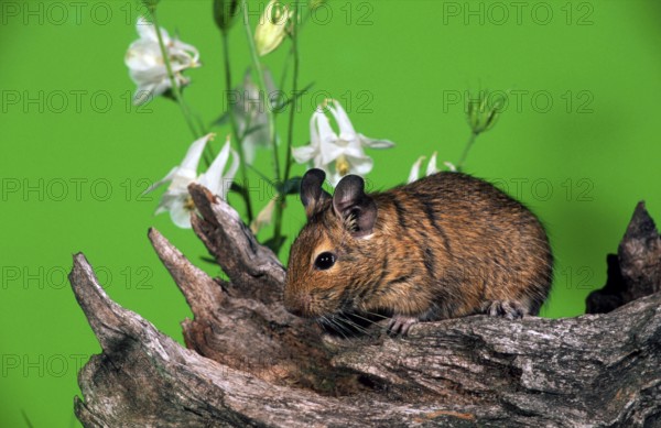 Degu (Octodon degus)