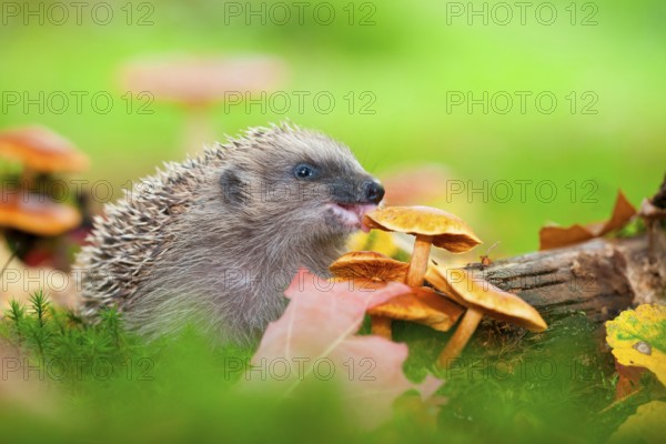 European hedgehog (Erinaceus europaeus), nibbling on mushrooms, Rhineland-Palatinate, Germany,