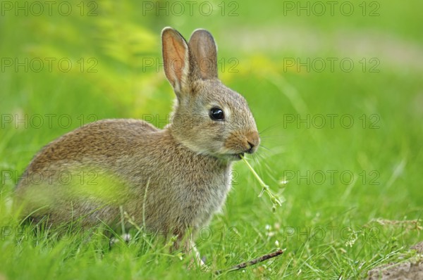European rabbit (Oryctolagus cuniculus), young animal, North Rhine-Westphalia, Germany, Europe
